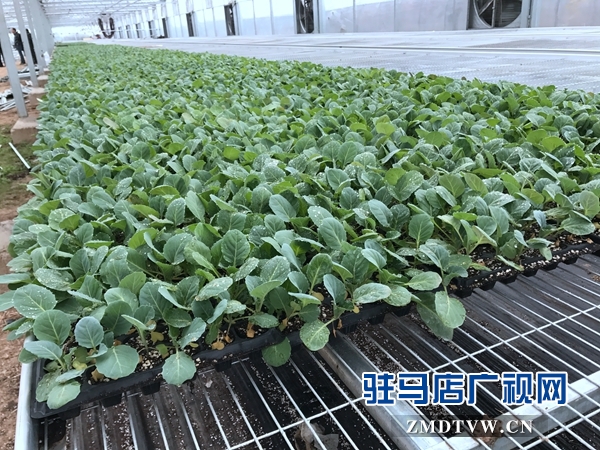 驻马店市蔬菜种苗新技术培训观摩及蔬菜产业发展研讨会召开