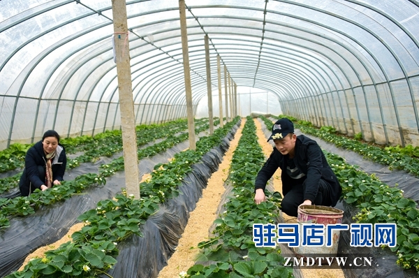 正阳县永兴镇：草莓花开致富路