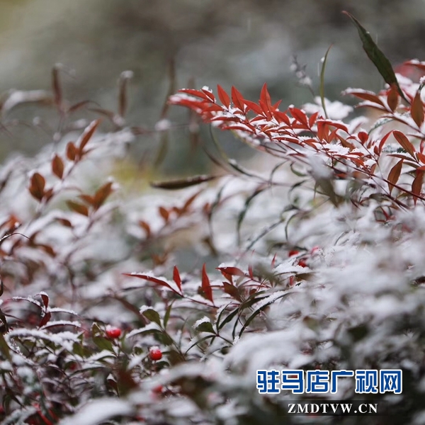 天中雪景 美不胜收