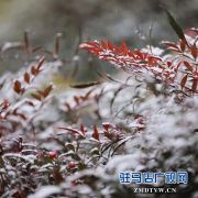 天中雪景 美不胜收