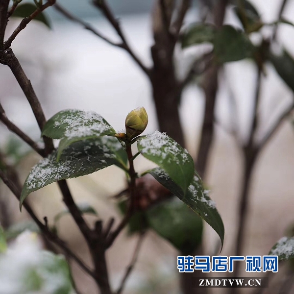 天中雪景 美不胜收