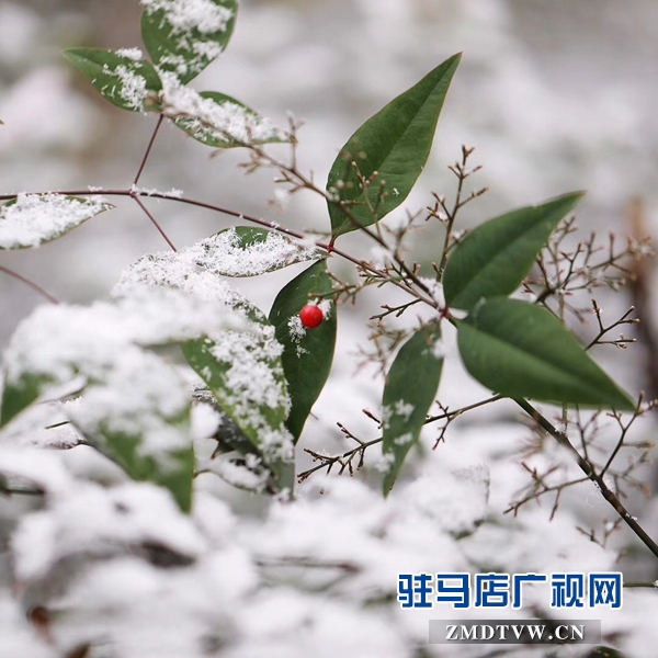 天中雪景 美不胜收