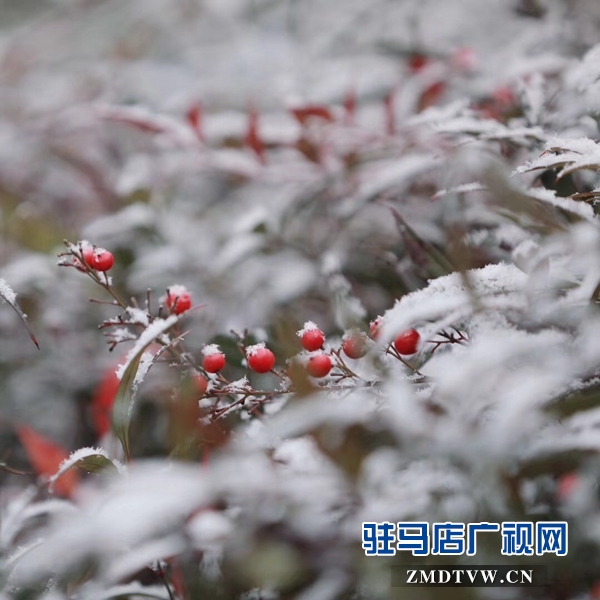 天中雪景 美不胜收