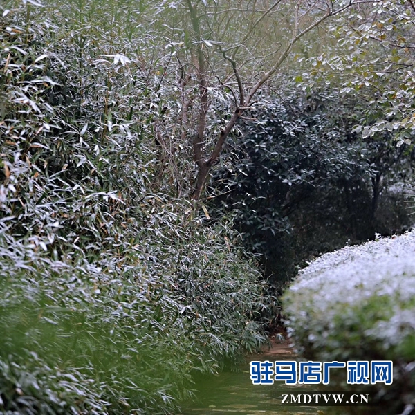 天中雪景 美不胜收