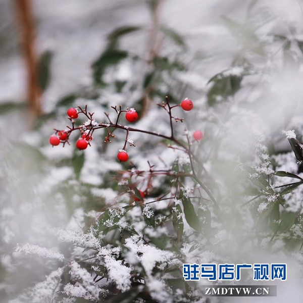 天中雪景 美不胜收