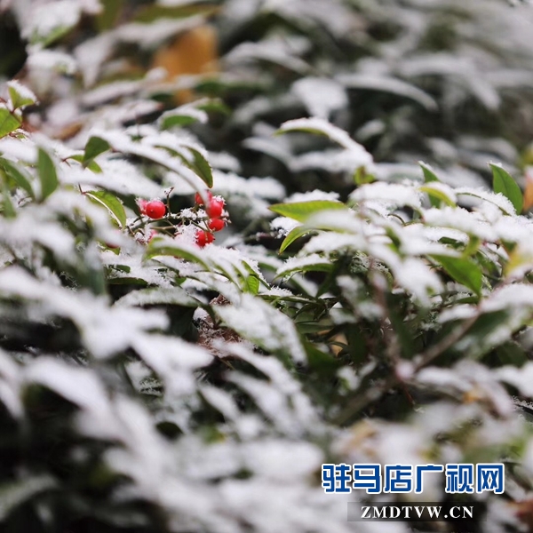 天中雪景 美不胜收