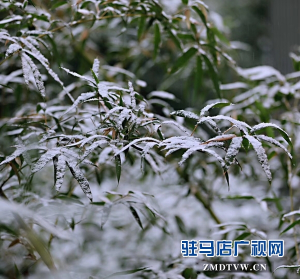 天中雪景 美不胜收