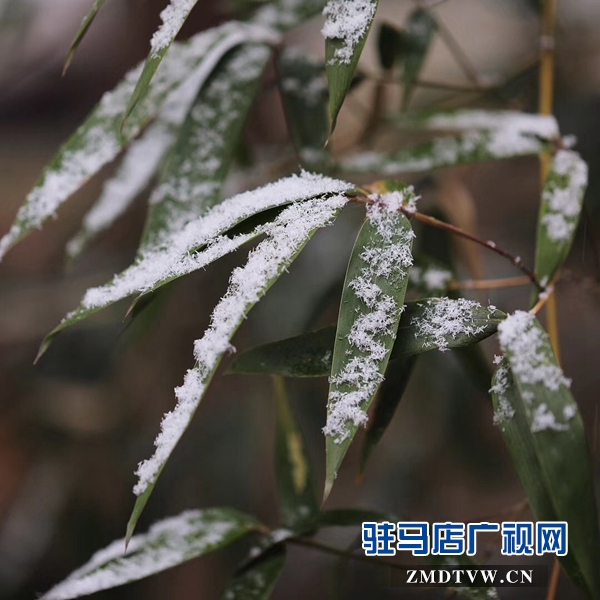天中雪景 美不胜收