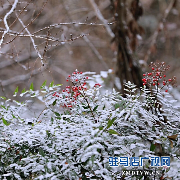 天中雪景 美不胜收