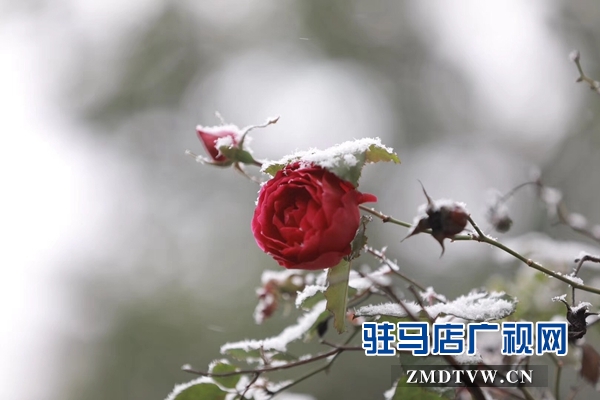 天中雪景 美不胜收
