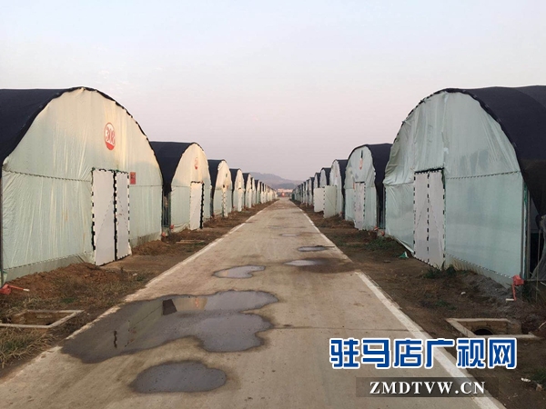 泌阳县高邑乡实行党员+基地帮带贫困户