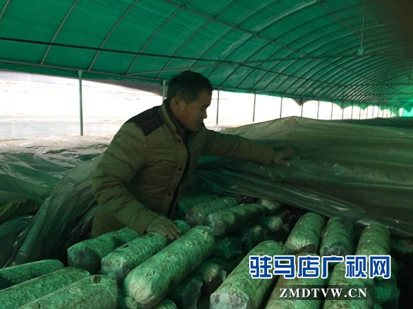 泌阳县高邑乡实行党员+基地帮带贫困户