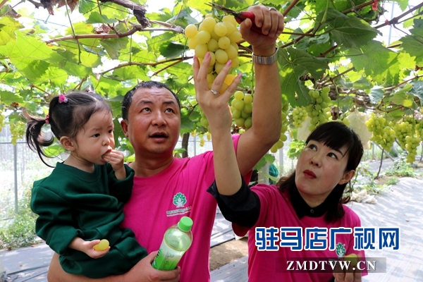 杰美葡萄庄园打造亲子教育基地 让孩子体验农作的乐趣