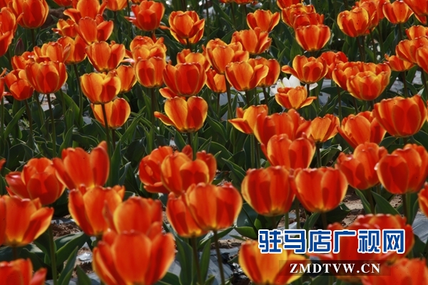 微信图片_20190310140842.jpg