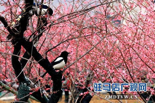 微信图片_20190310141408.jpg