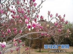 玉兰花开春意浓