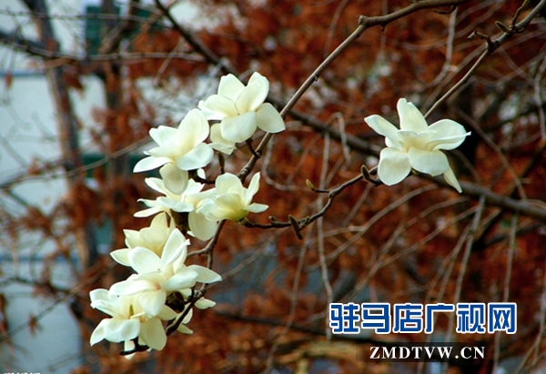 玉兰花开春意浓