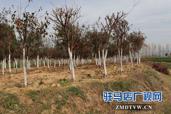 泌阳县春水镇强力推进绿化工作