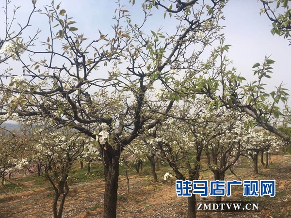 泌阳县大小果园弥漫花香梨花桃花竞相开放