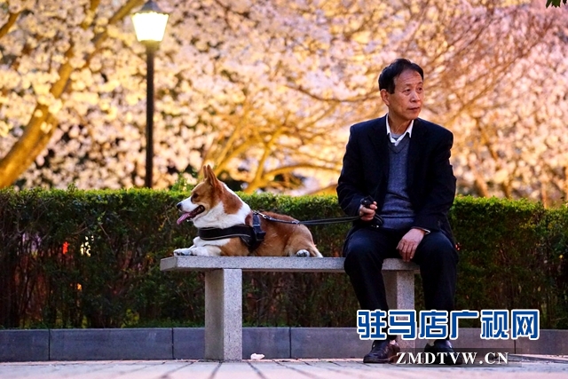 驻马店世纪广场樱花怒放