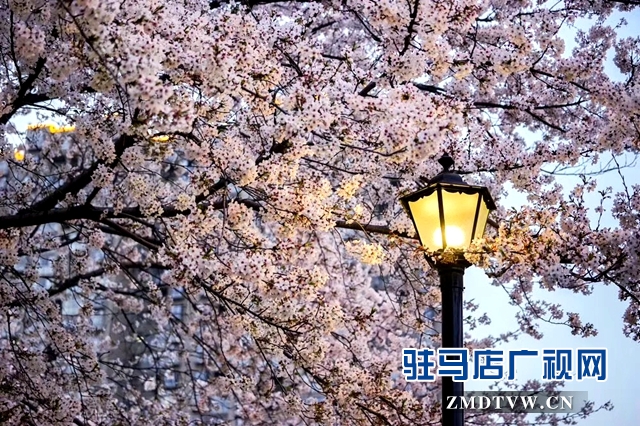 驻马店世纪广场樱花怒放