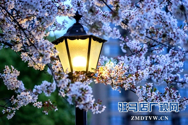 驻马店世纪广场樱花怒放
