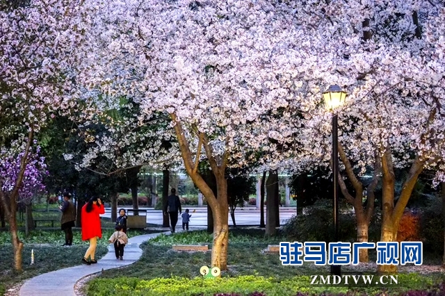 驻马店世纪广场樱花怒放