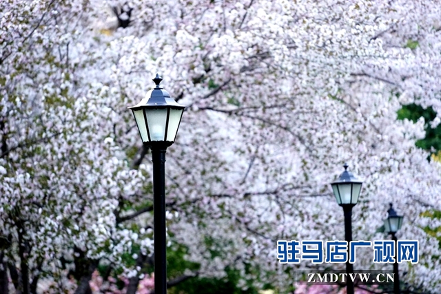 驻马店世纪广场樱花怒放