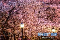 驻马店世纪广场樱花怒放