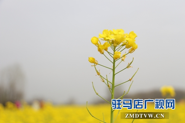 驻马店鲁湾小镇首届千亩油菜花节开幕  