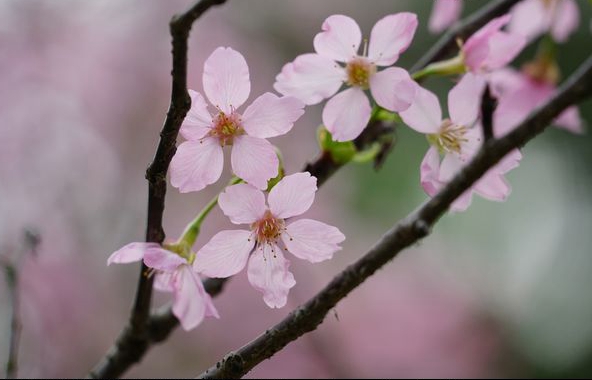 樱花绽放惹人醉