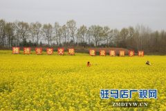 驻马店鲁湾小镇首届千亩油菜花节开幕