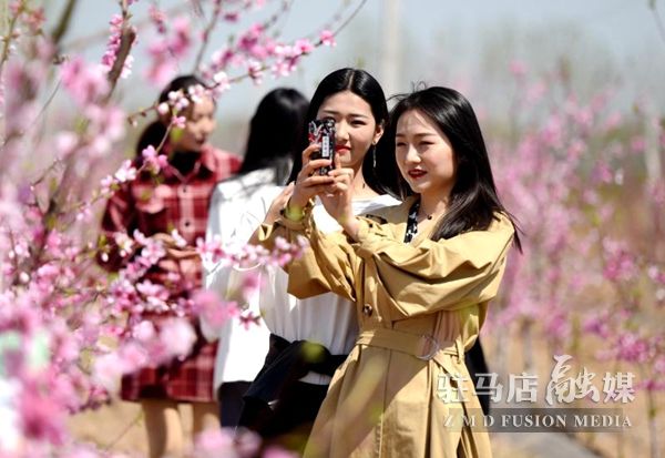 新蔡县以桃花、番茄、稻香为载体 打造特色农产品产业