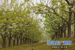 上蔡东洪：昔日荒凉河畔 今日桃梨争艳