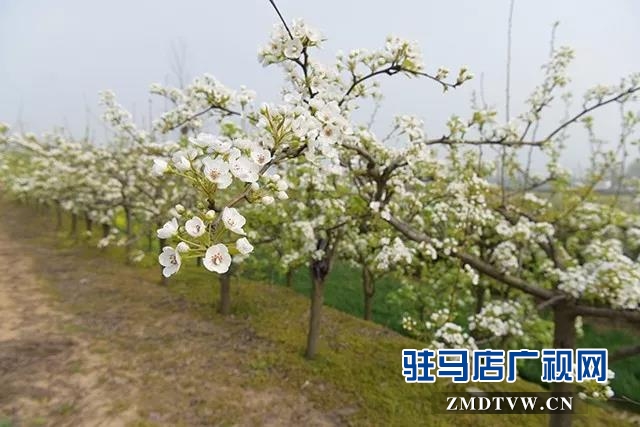 上蔡东洪：昔日荒凉河畔 今日桃梨争艳