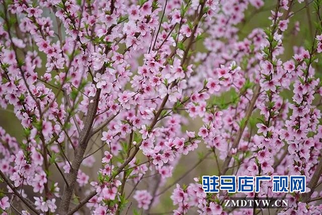 上蔡东洪：昔日荒凉河畔 今日桃梨争艳