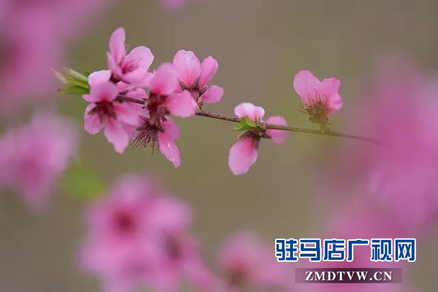 上蔡东洪：昔日荒凉河畔 今日桃梨争艳