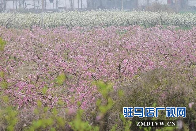 上蔡东洪：昔日荒凉河畔 今日桃梨争艳