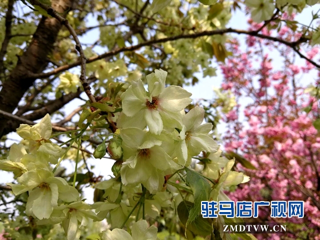 奇了！驻马店开源大道东段一株樱花树开出三色花
