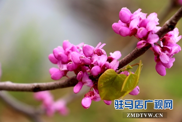 西平嫘祖文化苑春色满园如画卷