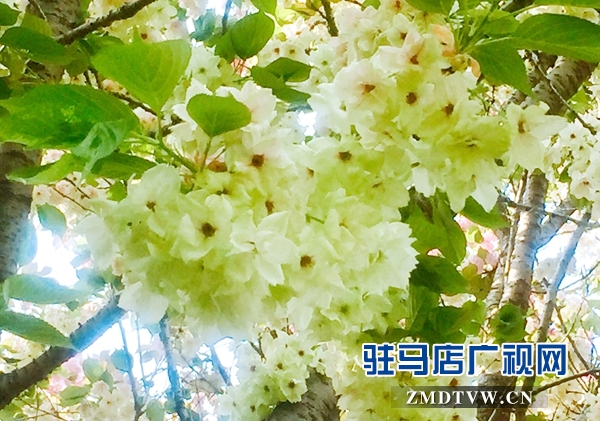 “国宝级”绿樱花现身驻马店市区梁祝小游园