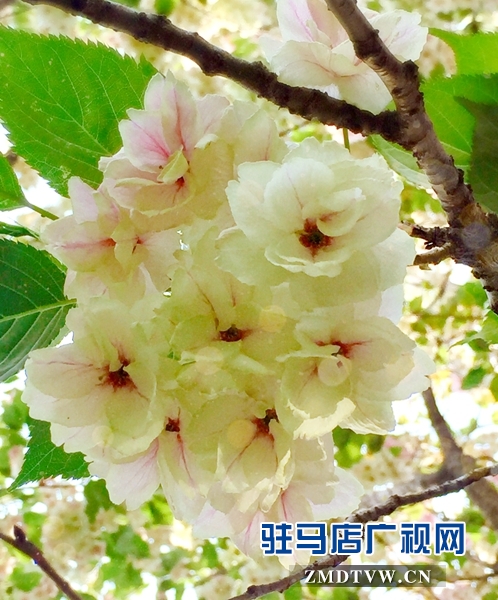 “国宝级”绿樱花现身驻马店市区梁祝小游园