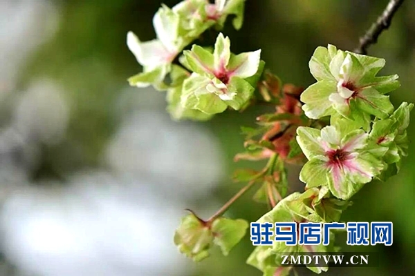 “国宝级”绿樱花现身驻马店市区梁祝小游园