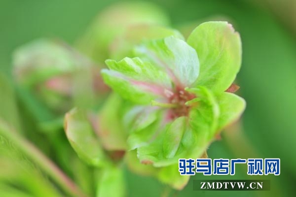 “国宝级”绿樱花现身驻马店市区梁祝小游园