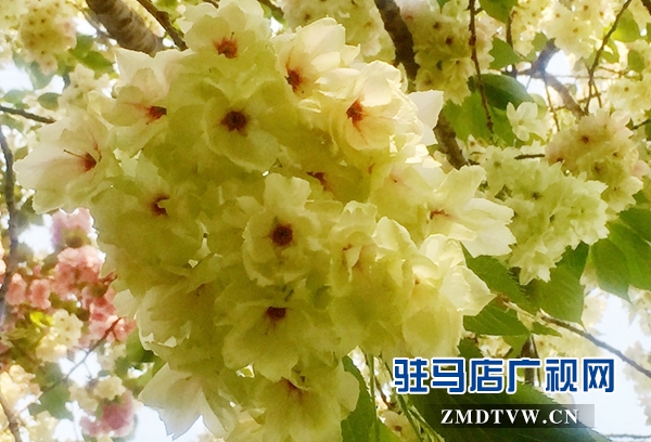“国宝级”绿樱花现身驻马店市区梁祝小游园