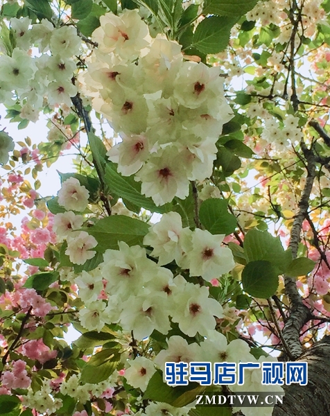 “国宝级”绿樱花现身驻马店市区梁祝小游园