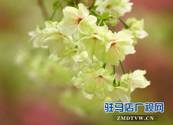 “国宝级”绿樱花现身驻马店市区梁祝小游园