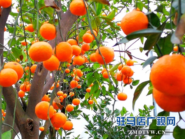姹紫嫣红春色美 橘园花香正怡人