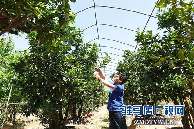 姹紫嫣红春色美 橘园花香正怡人