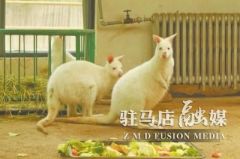 袋鼠界的白雪公主安家郑州动物园 乍一看形似放大版的白兔